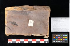 Foto (Objekt + Etikett) von Quercus palaeoilex Ettingshausen (NHMW-GEO-2024-0188-0779)